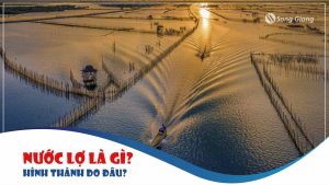 Nước lợ là gì? Phương pháp xử lý nước lợ tốt nhất